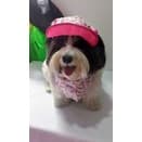 Conjunto chapéu e bandana Pet -  tamanhos grandes (Golden, Labrador, etc)