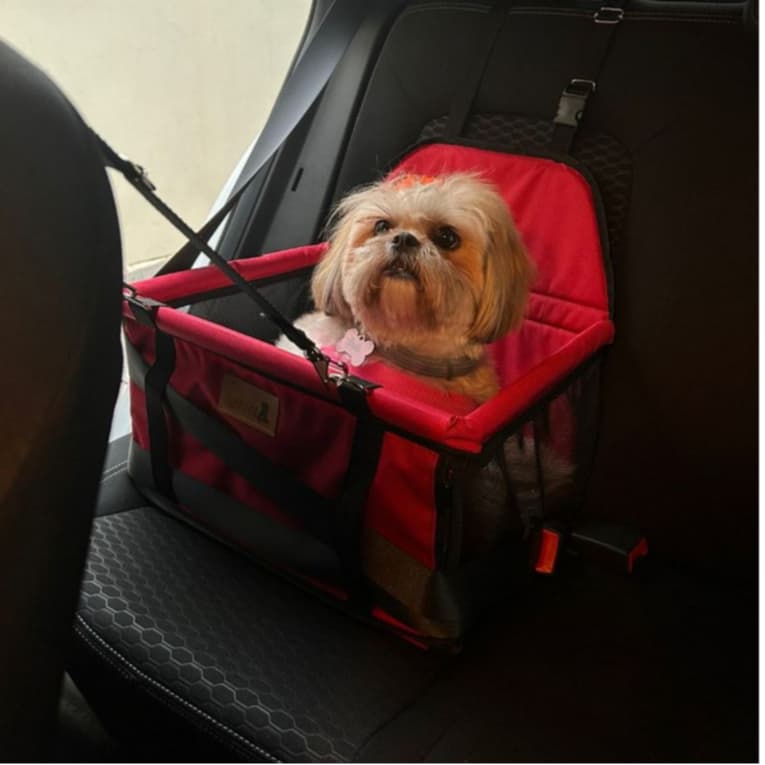 Cadeirinha Cadeira Assento Pet de Carro para Cães Cachorro, gatos Transporte