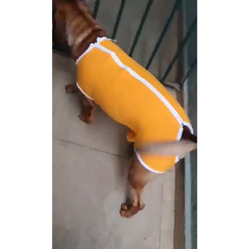 Roupa Pós Cirúrgica Para Cães Tm7