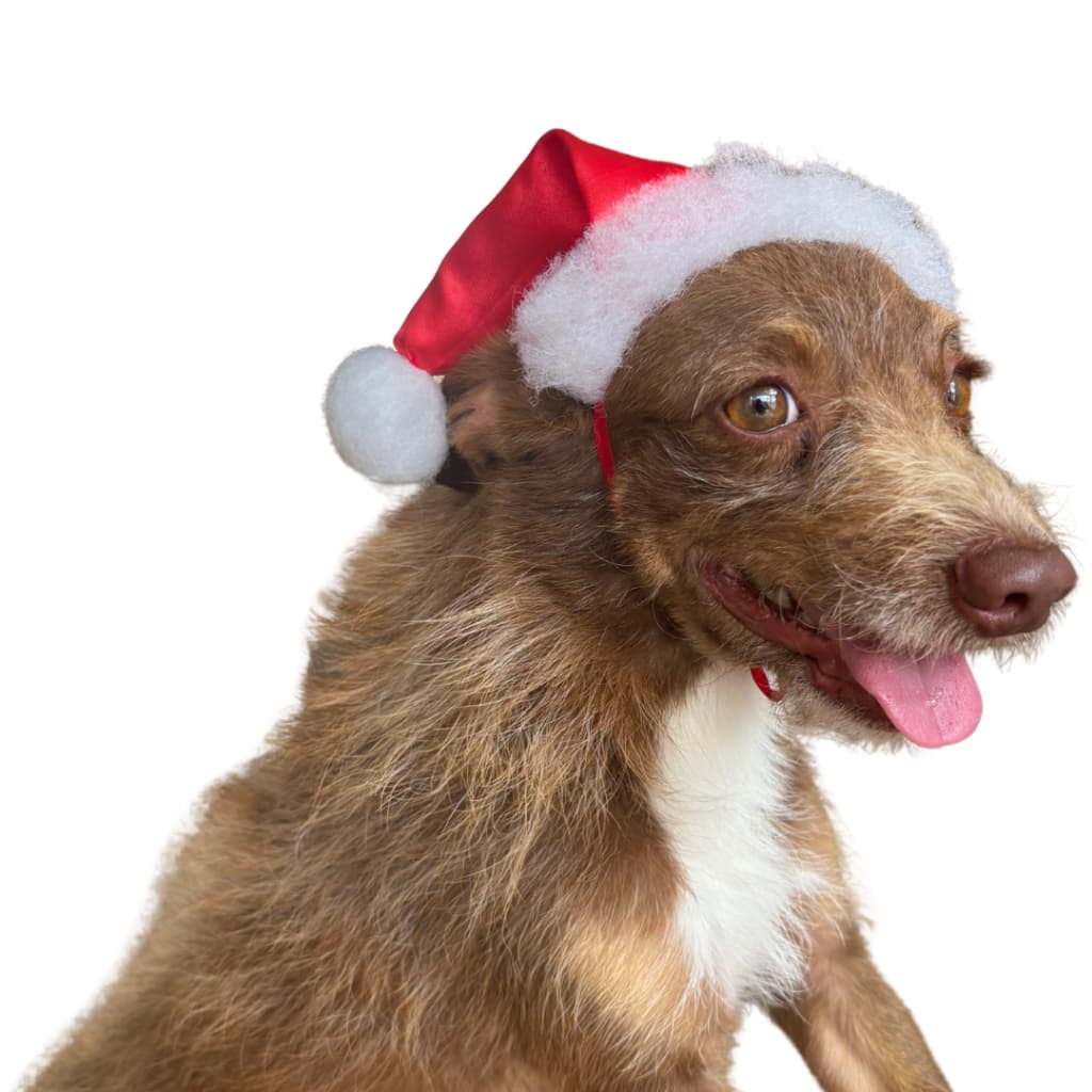 Kit 1-3 Gorro De Natal Pet Para Cachorros e Gatos Pequeno a Grande Porte - Fantasia Fofa Festa Natalina para Foto Cetim