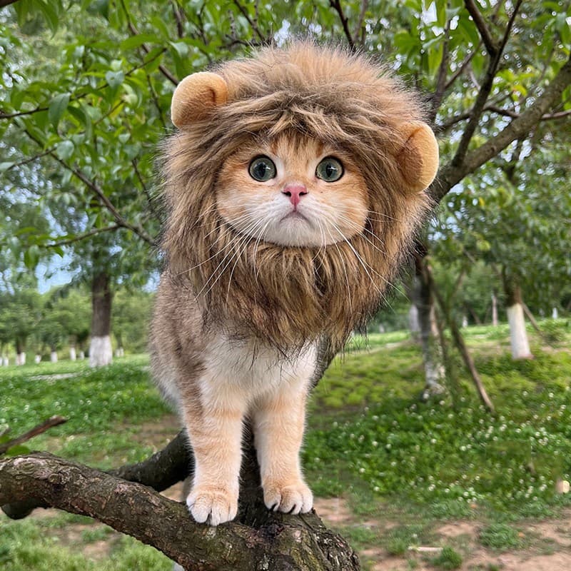 Chapéu de Leão para Gato e Cachorro Halloween Pet Fantasia Funny Ajustável Fantasia Fofinha para Animais de Estimação