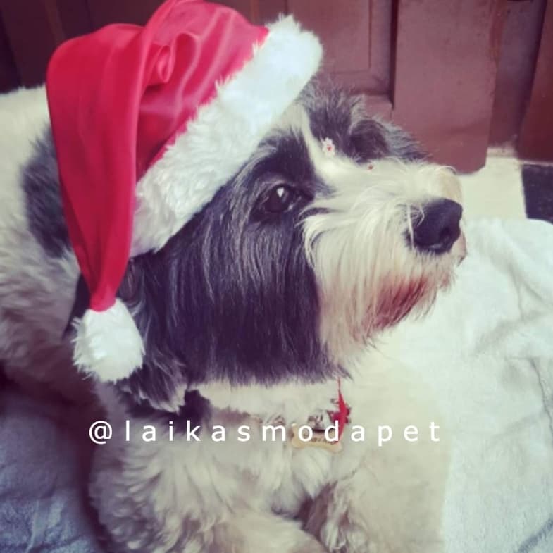 Gorrinho de Natal em tecido leve e fita de cetim para  Pet - Cachorro, gato, chapéu de natal pra pet