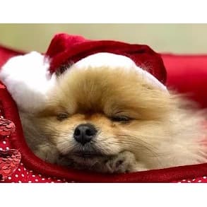 Gorro de Papai Noel para cachorro e gato